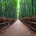 arashiyama bambu ormani