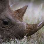 Black rhinoceros (Diceros bicornis); Nairobi National Park, Kenya