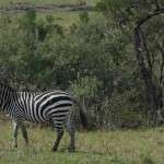 Büyük Göç Zamanı Afrikada Safari 7