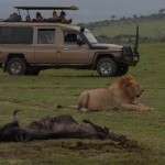 Büyük Göç Zamanı Afrikada Safari 9