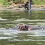 Naivasha Gölü Hipopotamlarla Safari 1