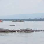 Naivasha Gölü Hipopotamlarla Safari 3