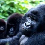 ruanda uganda dağ gorilleri turu