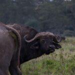 buffalo africa safari