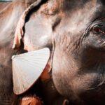 elephant sanctuary khao sok